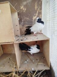 Salam, təmiz cavan quşlar satılır. Rənglər: ağ-qara, boyunda qara lalafo.az -da Salam, təmiz cavan quşlar satılır. Rənglər: ağ-qara, boyunda qara