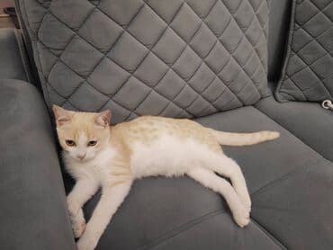 Şotland lalafo.az -da Şotland