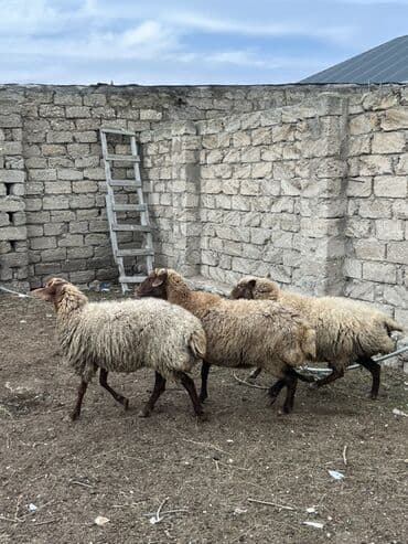 Salam tecli satlır sağlam heyvanlardıı qiymət razlşmaq olarr lalafo.az -da Salam tecli satlır sağlam heyvanlardıı qiymət razlşmaq olarr