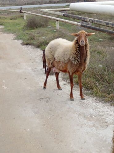 2 gundu dogub diwidi cavan heyvandi.mawtagada yerlewir isteyen elaqe lalafo.az -da — 1 2 gundu dogub diwidi cavan heyvandi.mawtagada yerlewir isteyen elaqe — 1