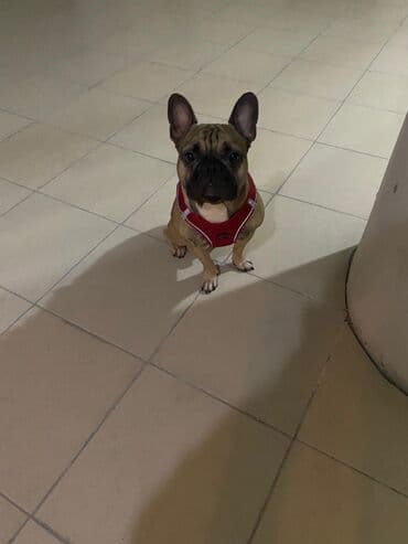 Erkek lalafo.az -da Erkek