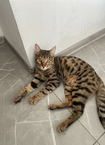 Erkək, Cütləşmə üçün, Ünvandan götürmə lalafo.az -da Erkək, Cütləşmə üçün, Ünvandan götürmə