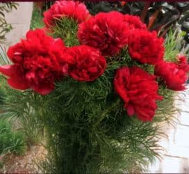 Удобрения: Angustifolia Peony Toxumları
1 ədəd 20 qəpik at lalafo.az — 4 Удобрения: Angustifolia Peony Toxumları
1 ədəd 20 qəpik — 4