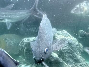 Cixlid balığı lalafo.az -da Cixlid balığı