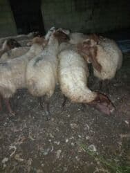 Dişi, Qala, il: 5, 50 kq, Damazlıq, Ünvandan götürmə, Ödənişli çatdırılma lalafo.az -da Dişi, Qala, il: 5, 50 kq, Damazlıq, Ünvandan götürmə, Ödənişli çatdırılma