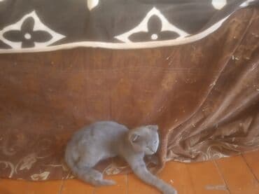 Pişik balası, boz rəngli, qısa tüklü və sarı gözlüdür. Bu pişik balası lalafo.az -da Pişik balası, boz rəngli, qısa tüklü və sarı gözlüdür. Bu pişik balası