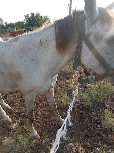 Dişi, il: 7 lalafo.az -da Dişi, il: 7