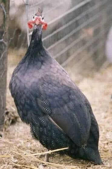 Соления: Bu rəngdə olan heyvanlar lazımdır at lalafo.az — 3 Соления: Bu rəngdə olan heyvanlar lazımdır — 3