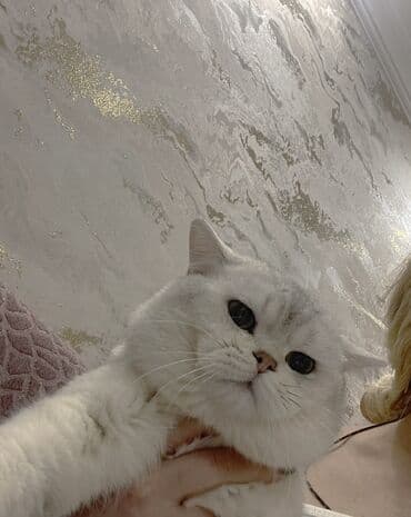 Şotland, Erkək lalafo.az -da Şotland, Erkək