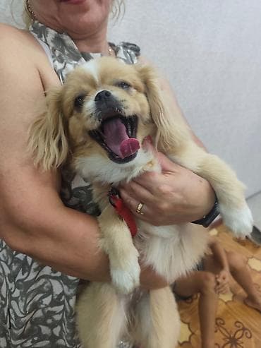 Pekines, 6 ay, Dişi, Peyvəndli, Ünvandan götürmə lalafo.az -da Pekines, 6 ay, Dişi, Peyvəndli, Ünvandan götürmə