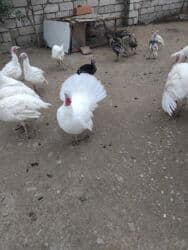 Hunduskalar 4ayliqdilar tam saqlam peyvendleri vurulub ünvan maşdağa lalafo.az -da Hunduskalar 4ayliqdilar tam saqlam peyvendleri vurulub ünvan maşdağa