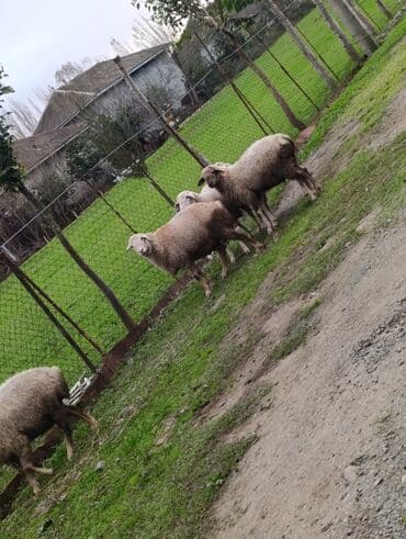 Balıqlar: Quppi, Sülhsevər, Rayonlara çatdırılma, Ödənişli çatdırılma lalafo.az -da — 3 Balıqlar: Quppi, Sülhsevər, Rayonlara çatdırılma, Ödənişli çatdırılma — 3