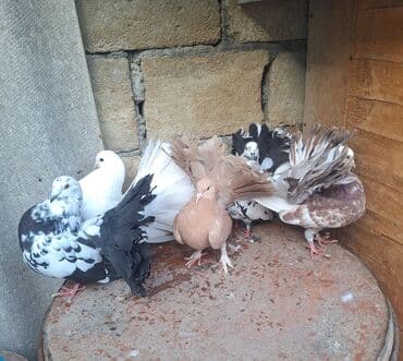 1 Cüt Hazır Bala Verən Çillər. 1 Cüt Hazır Bala Verən Ağ xoruz Sarı lalafo.az -da 1 Cüt Hazır Bala Verən Çillər. 1 Cüt Hazır Bala Verən Ağ xoruz Sarı