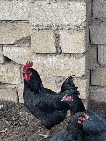 Avstrolop xoruzu ve feresi 8 ayligdilar lalafo.az -da Avstrolop xoruzu ve feresi 8 ayligdilar