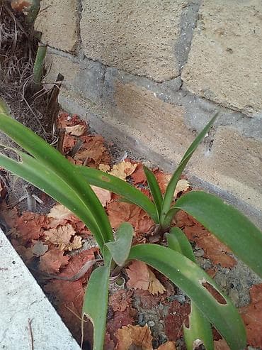Amarillis (Hippeastrum) soğanlı dekorativ bitki - Növ: Amarillis at lalafo.az Amarillis (Hippeastrum) soğanlı dekorativ bitki - Növ: Amarillis