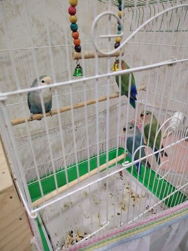 3 eded bala satilir 3 ededinin qiymeti 50 m lalafo.az -da 3 eded bala satilir 3 ededinin qiymeti 50 m