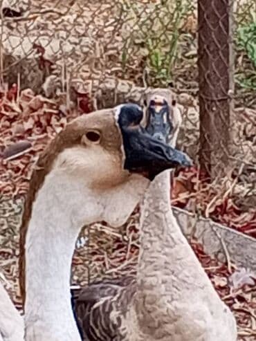 Əla sort damazlıq qazların ayləsi satlır. Bu sort damazlıq qazlar lalafo.az -da Əla sort damazlıq qazların ayləsi satlır. Bu sort damazlıq qazlar