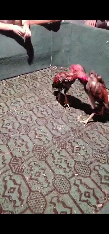 Xoruz, Heyratı, il: 3, Ödənişli çatdırılma lalafo.az -da Xoruz, Heyratı, il: 3, Ödənişli çatdırılma