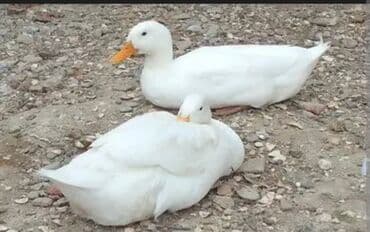 Ağ Pekin ördəkləri - Cins: Pekin (ağ lələklər, narıncı gaga və lalafo.az -da Ağ Pekin ördəkləri - Cins: Pekin (ağ lələklər, narıncı gaga və