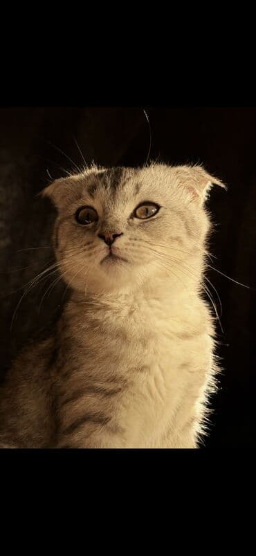 Şotland yastı qulaq, Erkək, Yaxşı əllərə, Ünvandan götürmə lalafo.az -da Şotland yastı qulaq, Erkək, Yaxşı əllərə, Ünvandan götürmə