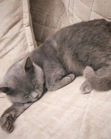 Britan lalafo.az -da Britan