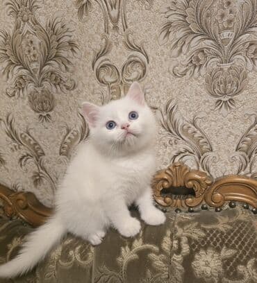 Ağ tüklü, mavi gözlü balaca pişik balası. Xüsusiyyətlər: - Tam ağ lalafo.az -da Ağ tüklü, mavi gözlü balaca pişik balası. Xüsusiyyətlər: - Tam ağ