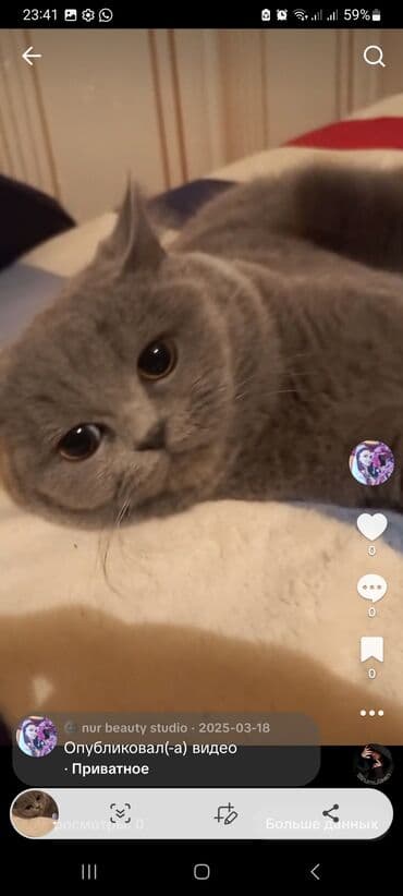 Britan, Dişi, Yaxşı əllərə lalafo.az -da Britan, Dişi, Yaxşı əllərə