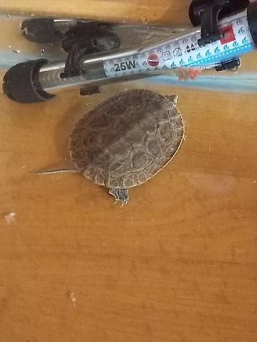 Dördbucaq akvarium, 34 l, Ünvandan götürmə lalafo.az -da Dördbucaq akvarium, 34 l, Ünvandan götürmə