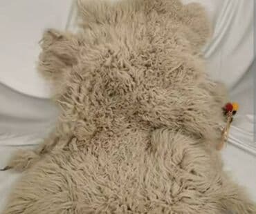 Təbii quzu dərisi satilir 70 azn .oturacaqlar ve ayaq alti ucun lalafo.az -da Təbii quzu dərisi satilir 70 azn .oturacaqlar ve ayaq alti ucun