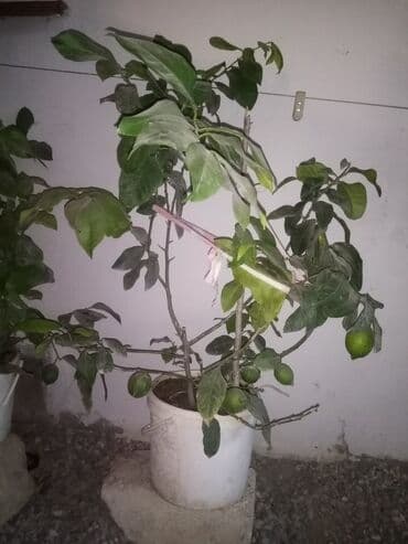 Saksıda limon ağacı 3 ədəd mövcuddur. Bir ədədi 30Azn daima lalafo.az -da Saksıda limon ağacı 3 ədəd mövcuddur. Bir ədədi 30Azn daima