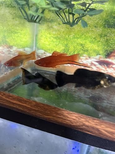 Meçenos balığı, Sülhsevər lalafo.az -da Meçenos balığı, Sülhsevər