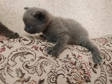 Britaniya cins pişiyi - Zərif, tükü qısa və ipək kimi boz rəngdə - at lalafo.az Britaniya cins pişiyi - Zərif, tükü qısa və ipək kimi boz rəngdə -