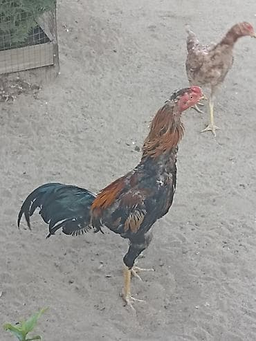 Türk cinsi heyratı May becesidi. Tergizirem deyə bu qiymətə qoymuşam lalafo.az -da Türk cinsi heyratı May becesidi. Tergizirem deyə bu qiymətə qoymuşam