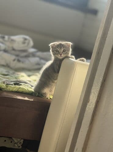 Şotland yastı qulaq, Dişi lalafo.az -da Şotland yastı qulaq, Dişi