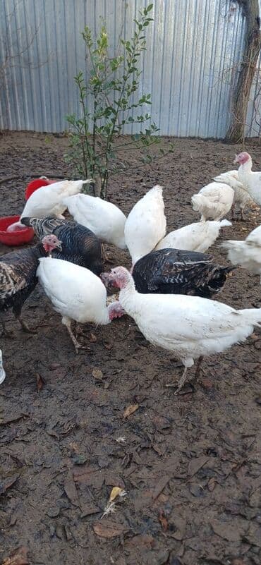 14 dənə Tam sağlam Hindquşular şəkildə görünənlərdi :Ünvan Müşviqabad lalafo.az -da 14 dənə Tam sağlam Hindquşular şəkildə görünənlərdi :Ünvan Müşviqabad