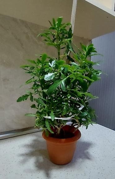 Maral buynuzu gülü. Böyük-15 azn, balaca 6, 5 3 azn lalafo.az -da Maral buynuzu gülü. Böyük-15 azn, balaca 6, 5 3 azn