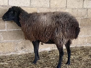 Boğaz Qoyunlar satılır yekə hündür qoyunlardı yelində təzə elyiblər 4 lalafo.az -da Boğaz Qoyunlar satılır yekə hündür qoyunlardı yelində təzə elyiblər 4