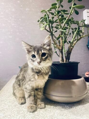 Dişi, Yaxşı əllərə, Ünvandan götürmə lalafo.az -da Dişi, Yaxşı əllərə, Ünvandan götürmə