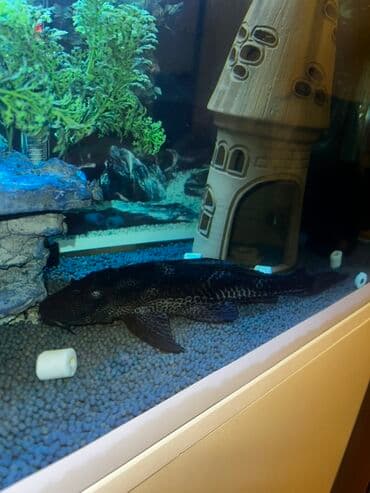 Sülhsevər lalafo.az -da Sülhsevər