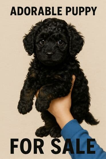 2 ay, Dişi, Ünvandan götürmə lalafo.az -da 2 ay, Dişi, Ünvandan götürmə