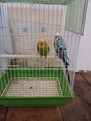 Dalmatin və sarı-yaşıl rəngli iki dalğıc büdcik (papuqay) ilə birlikdə lalafo.az -da Dalmatin və sarı-yaşıl rəngli iki dalğıc büdcik (papuqay) ilə birlikdə