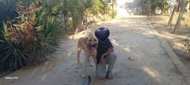 Alabay, 11 ay, Erkek, Peyvəndli, Ünvandan götürmə lalafo.az -da Alabay, 11 ay, Erkek, Peyvəndli, Ünvandan götürmə