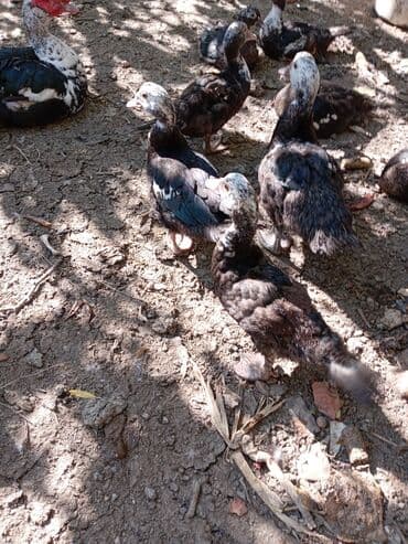 Erkək, | Lal ördək, Ətlik, Ünvandan götürmə lalafo.az -da Erkək, | Lal ördək, Ətlik, Ünvandan götürmə