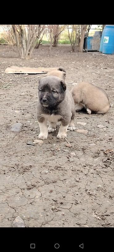 Peyvəndli lalafo.az -da Peyvəndli