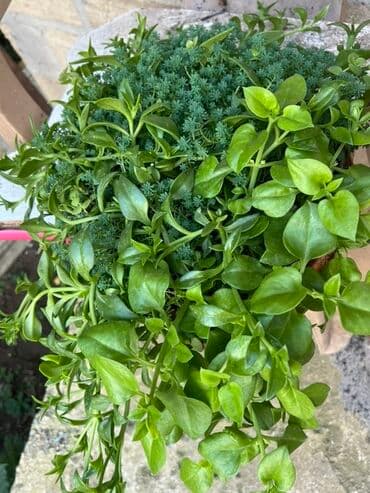 Удобрения: Müxtəlif dekorativ otaq bitkiləri kolleksiyası - Kompozit sükulent at lalafo.az — 16 Удобрения: Müxtəlif dekorativ otaq bitkiləri kolleksiyası - Kompozit sükulent — 16