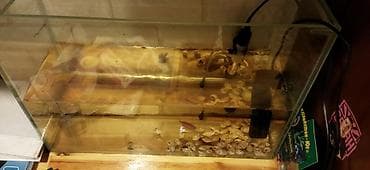 Akvaryum komplekti - Şüşə akvaryum: düzbucaqlı forma, təxmini ölcu 60 lalafo.az -da Akvaryum komplekti - Şüşə akvaryum: düzbucaqlı forma, təxmini ölcu 60