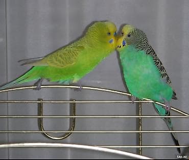 Cütə düşmüş mayalıq erkək dişi tutuquşu, qəfəs və bütün lazım olan lalafo.az -da Cütə düşmüş mayalıq erkək dişi tutuquşu, qəfəs və bütün lazım olan