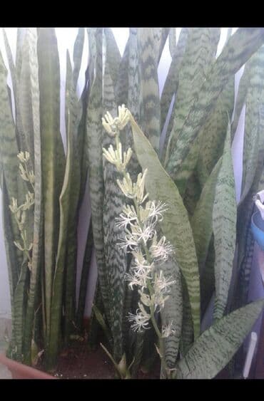 Senseviyera.Yazda ağ güllər açır lalafo.az -da Senseviyera.Yazda ağ güllər açır