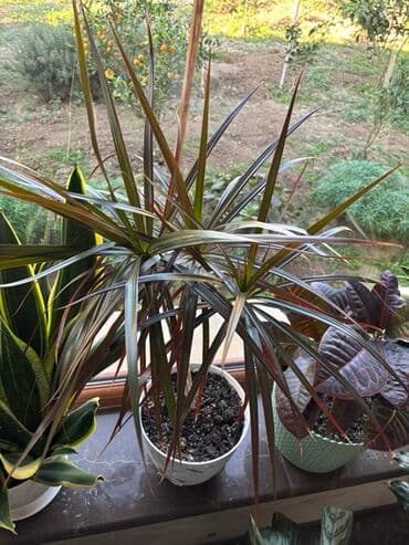 Dracaena marginata (Qırmızı kənarlı drasena) – bəzəkli otaq bitkisi - lalafo.az -da Dracaena marginata (Qırmızı kənarlı drasena) – bəzəkli otaq bitkisi -