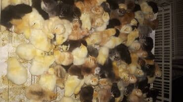 Kend cucələri ve .s cucelerin satşı lalafo.az -da Kend cucələri ve .s cucelerin satşı